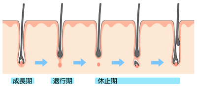 生え て くる げ 時期 ちん が